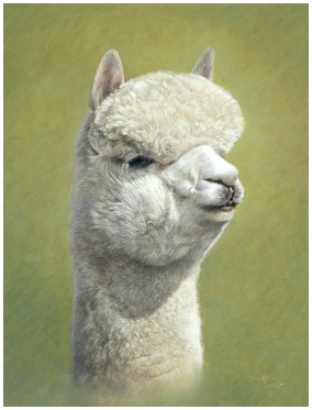 Portrait of Kat commissioned by Mrs J MacHarg, Fowberry Alpacas. Alpaca Pet Portrait by Mike Haken